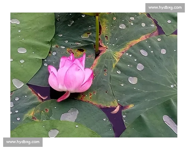 高清畅享意甲直播盛宴感受绿茵激情见证豪门巅峰对决 - 副本 (2) - 副本 - 副本 - 副本